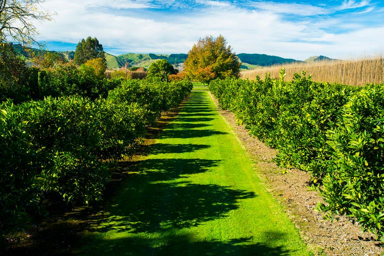 Photo of property in 862 Matawai Road, Ormond, Gisborne, 4071