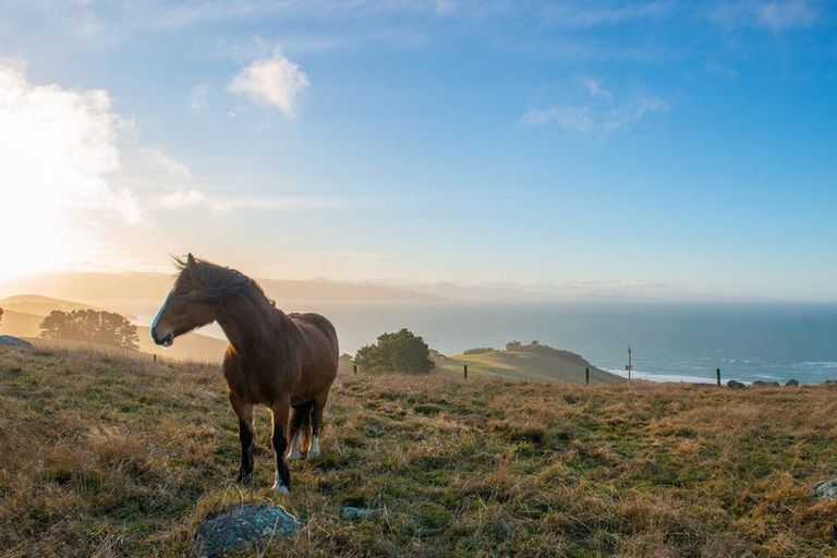 Photo of property in 378 Heyward Point Road, Heyward Point, Port Chalmers, 9081