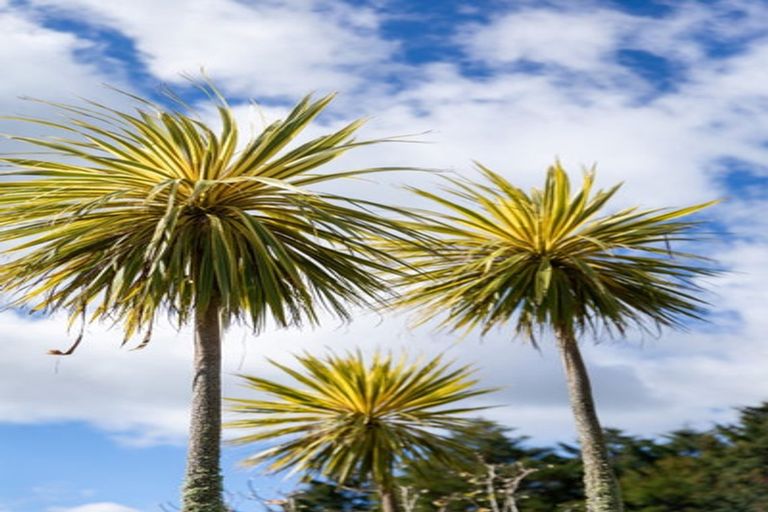 Photo of property in 174c Lund Road, Aongatete, Katikati, 3178