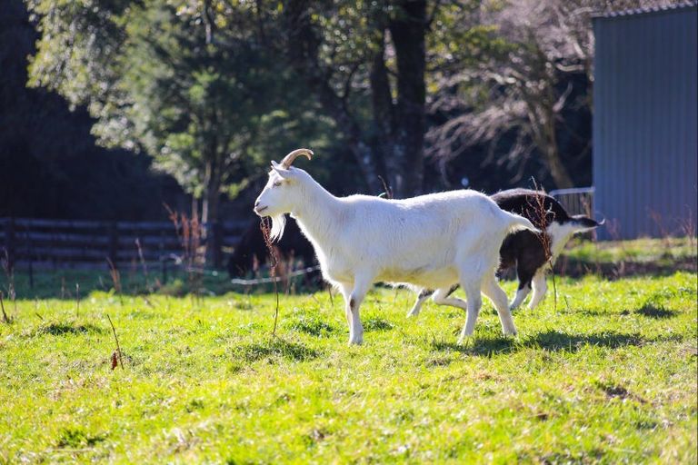 Photo of property in 97 South Road, Mamaku, Rotorua, 3072