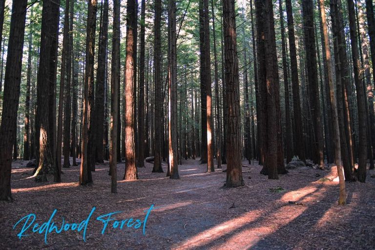 Photo of property in 39 Sala Street, Whakarewarewa, Rotorua, 3010