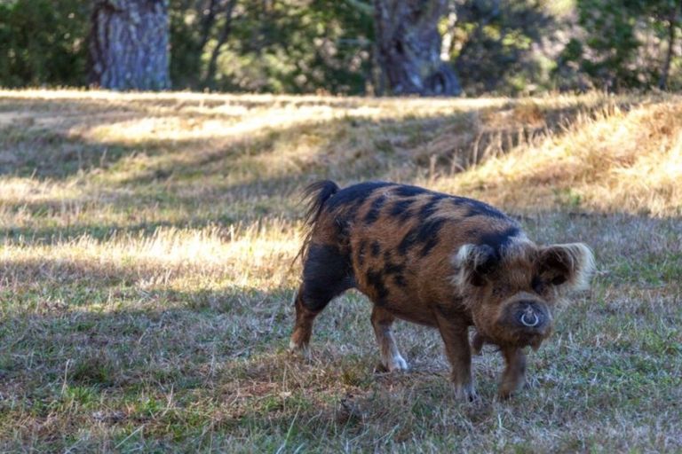 Photo of property in 50f Paul Road, Whenuakite, Whitianga, 3591