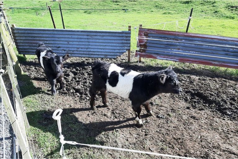 Photo of property in 1106 Puketotara Road, Okaihau, 0295