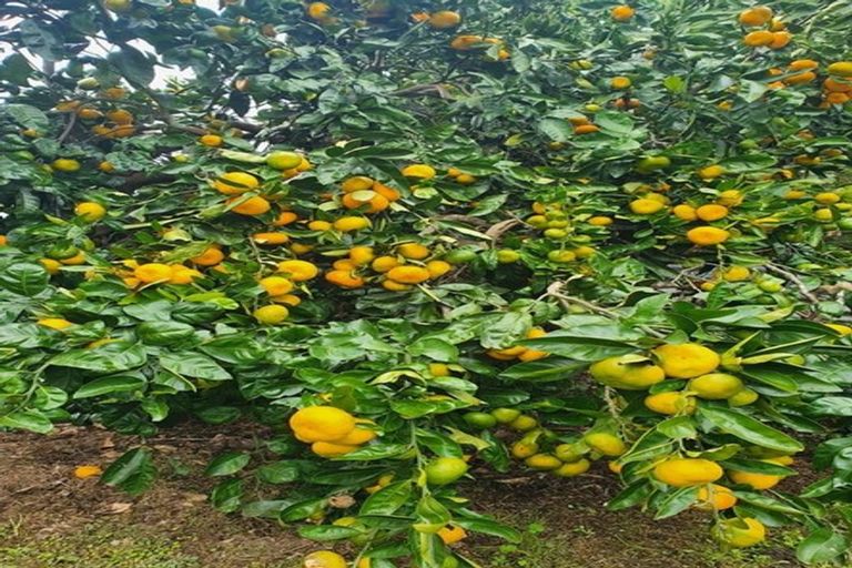 Photo of property in 39 Taylor Avenue, Paeroa, 3600