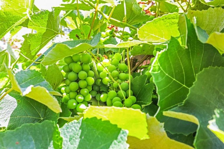 Photo of property in 1531 Mcclure Street, Pirongia, Te Awamutu, 3876