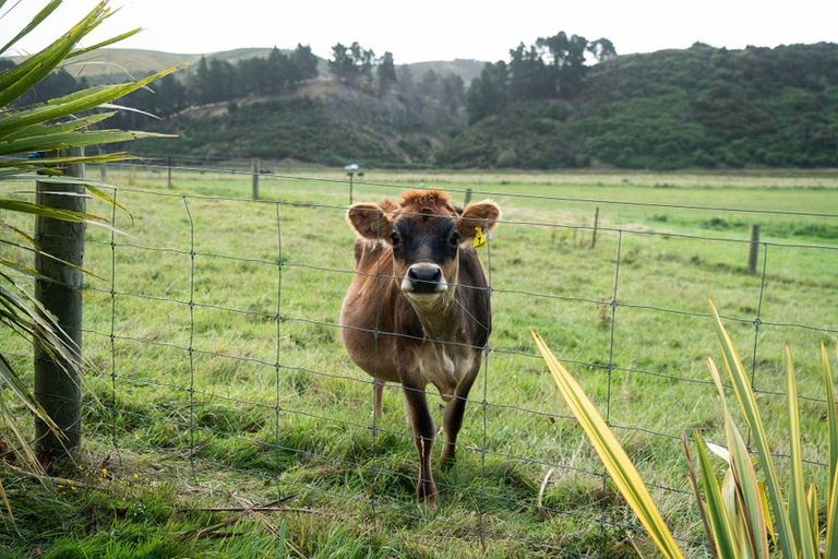 Photo of property in 44 Apes Road, Karitane, Waikouaiti, 9471