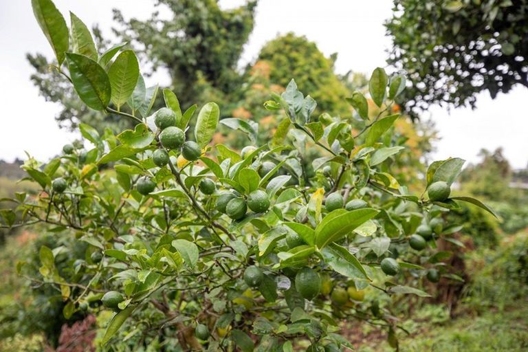 Photo of property in 21 Ward Street, Gate Pa, Tauranga, 3112