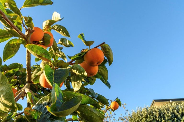 Photo of property in 7 Esme Place, Matua, Tauranga, 3110