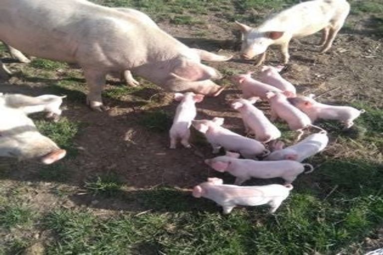 Photo of property in 372 Lindsay Calcium Road, Isla Bank, Otautau, 9683