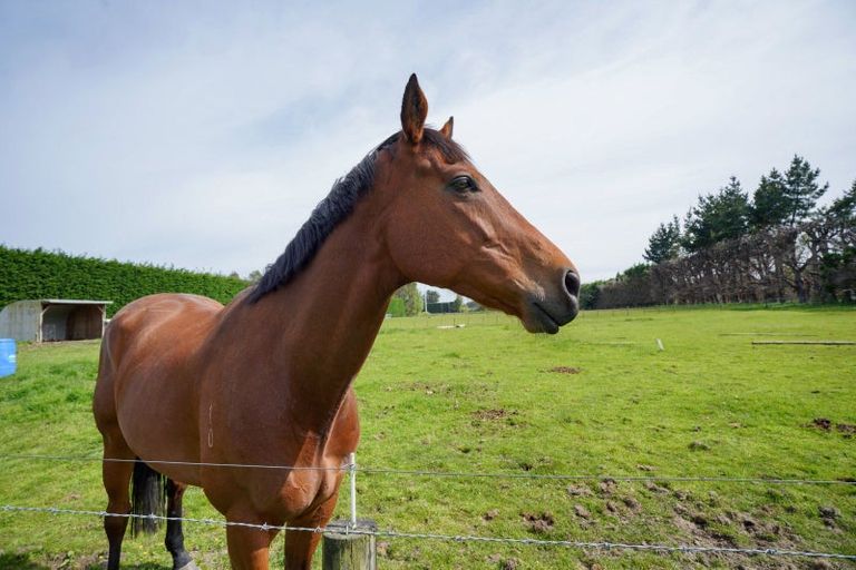 Photo of property in 72 Millton Park Road, Mill Road, Invercargill, 9871