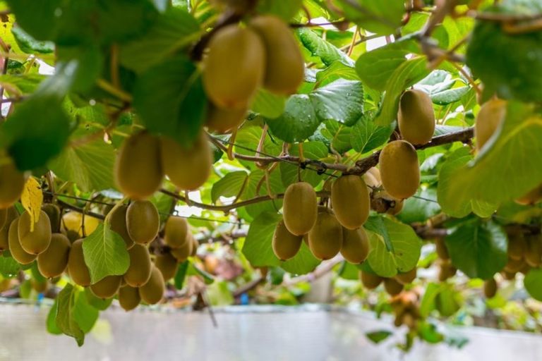 Photo of property in 37 Jacks Lane, Oropi, Tauranga, 3173