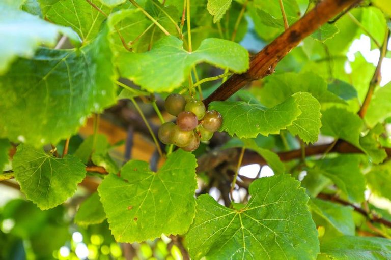 Photo of property in 141 Neavesville Road, Puriri, Thames, 3578