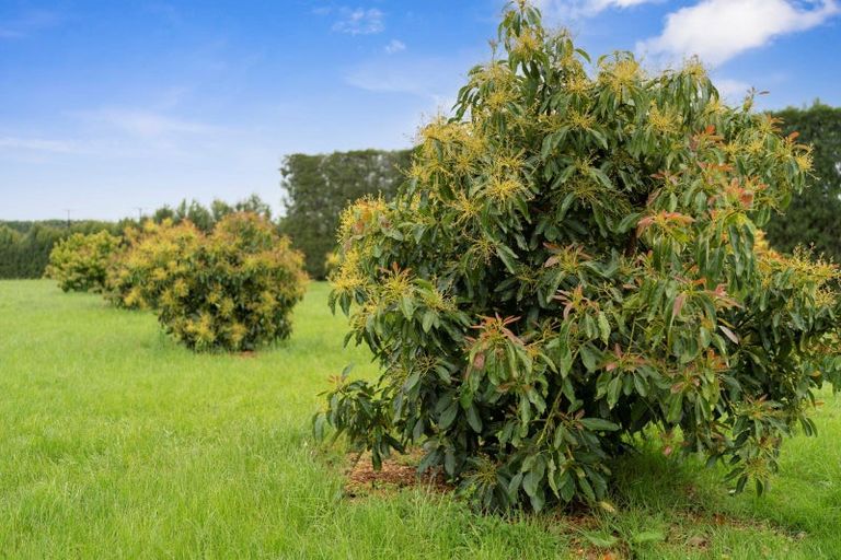 Photo of property in 718 Old Coach Road, Pongakawa, Te Puke, 3186