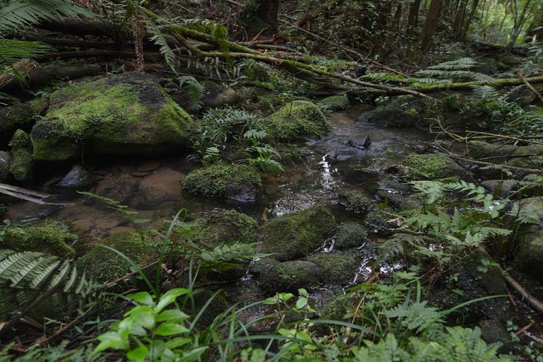 Photo of property in 126 Apotu Road, Kauri, Kamo, 0185