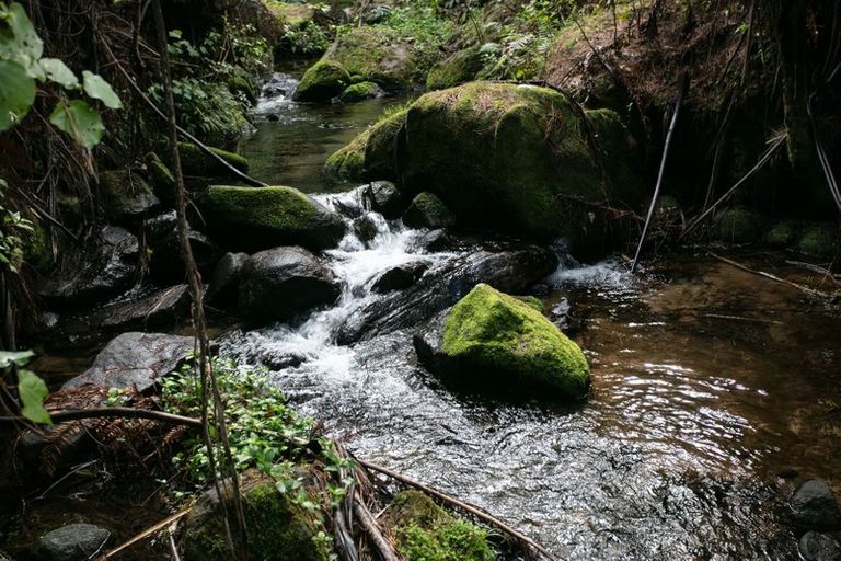 Photo of property in 257f Whakamarama Road, Whakamarama, Tauranga, 3179