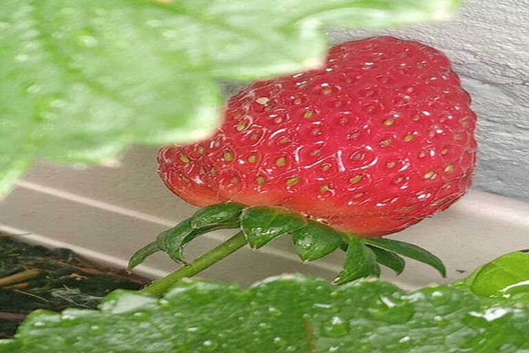 Photo of property in 44a Waverley Avenue, Glenfield, Auckland, 0629