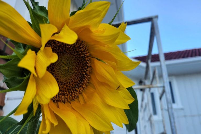 Photo of property in 552 Swanson Road, Ranui, Auckland, 0612