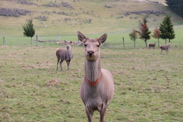 Photo of property in 607 Blackford Road, Mount Hutt, Rakaia, 7782