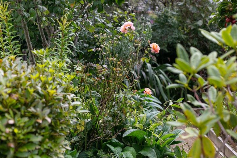 Photo of property in 21 Hindmarsh Street, Johnsonville, Wellington, 6037