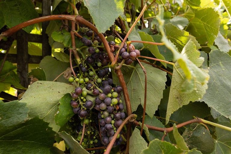 Photo of property in 530 Taniwha Road, Waerenga, Te Kauwhata, 3781