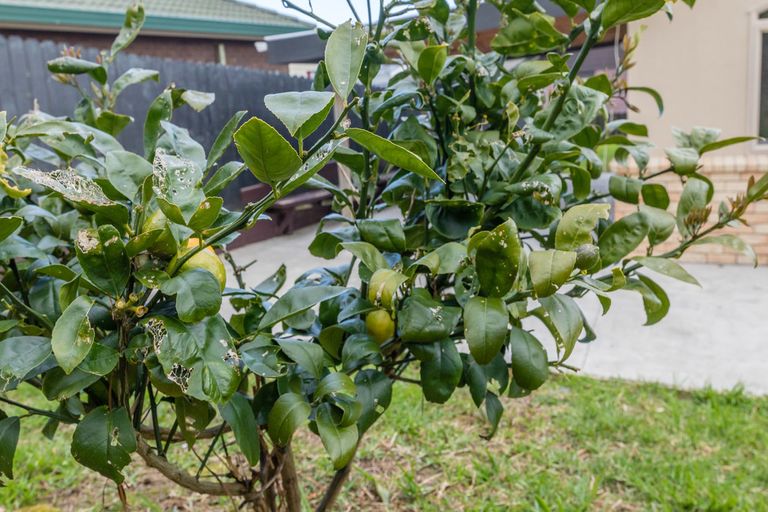 Photo of property in 14 Ashmere Lane, Weymouth, Auckland, 2103