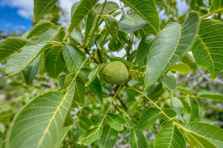 Photo of property in 210 Keogans Road, Arahura Valley, Hokitika, 7882