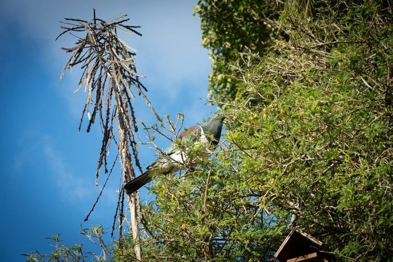 Photo of property in 49 Messines Road, Karori, Wellington, 6012