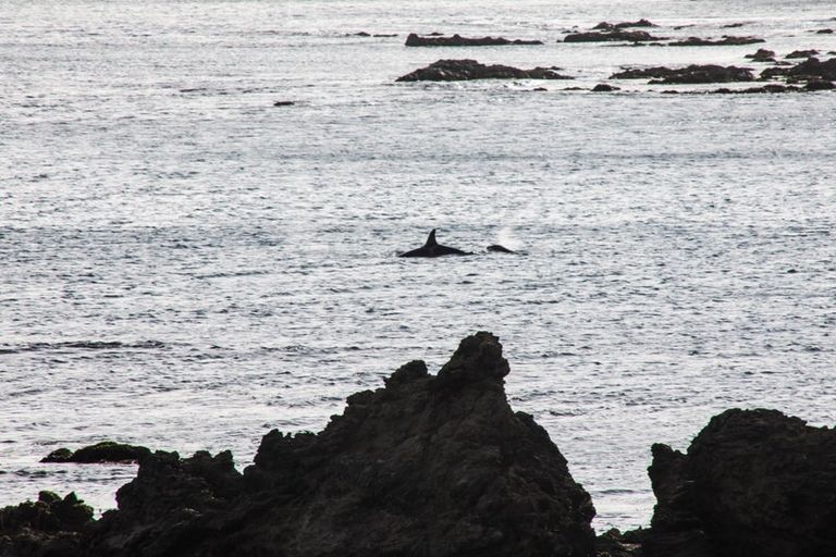 Photo of property in 6 Owhiro Bay Parade, Island Bay, Wellington, 6023