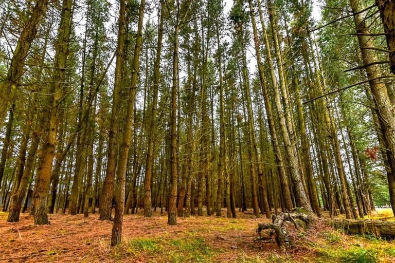 Photo of property in 7 Scarlett Oak Drive, West Melton, Christchurch, 7671