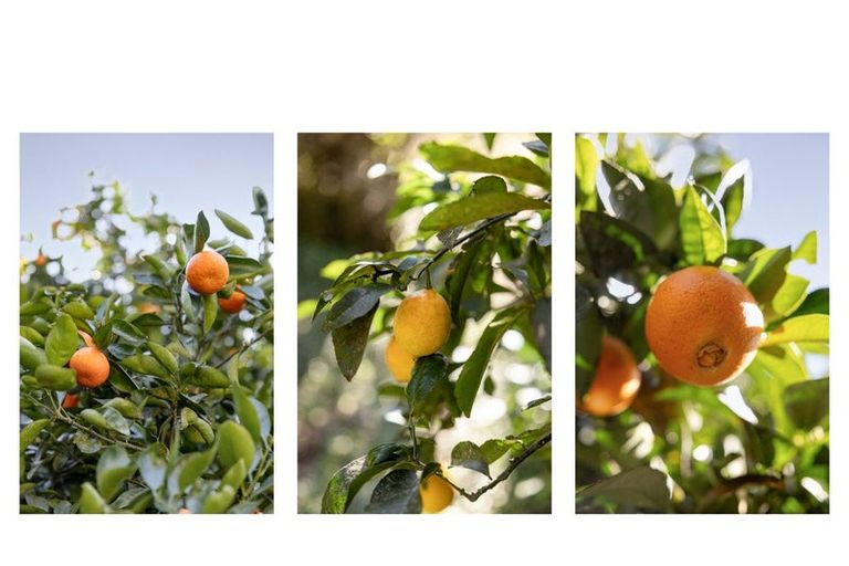 Photo of property in 1255 Braemar Road, Rotoma, Whakatane, 3192