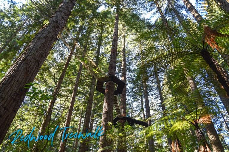 Photo of property in 39 Sala Street, Whakarewarewa, Rotorua, 3010