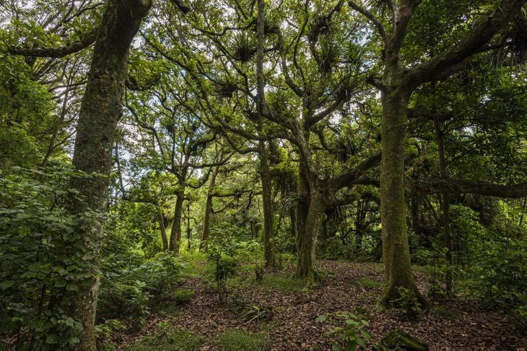 Photo of property in 161 Newton Road, Maungatapere, Whangarei, 0170
