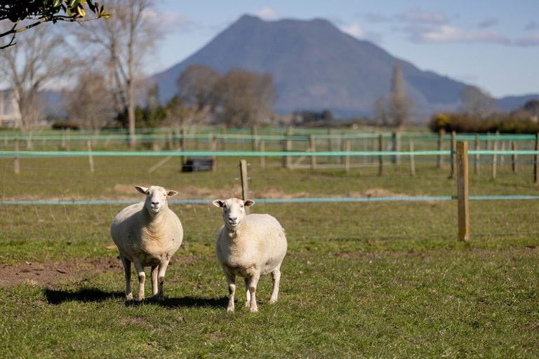 Photo of property in 84 Grieve Road, Otakiri, Whakatane, 3193