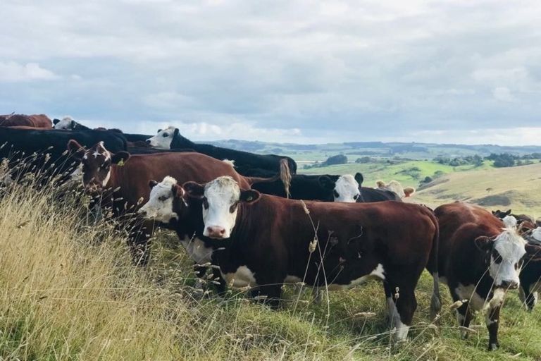 Photo of property in 176 Morrison Road, Arapohue, Dargaville, 0374