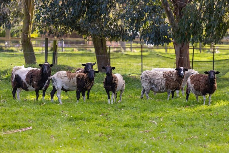 Photo of property in 19 Thomsons Ford Road, Thomsons Ford, Blenheim, 7272