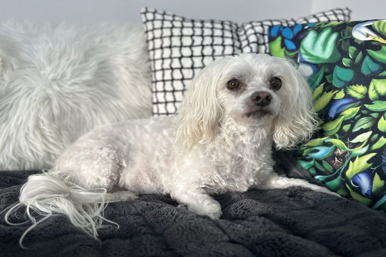 Photo of property in 11 Doug Jensen Street, Wallaceville, Upper Hutt, 5018