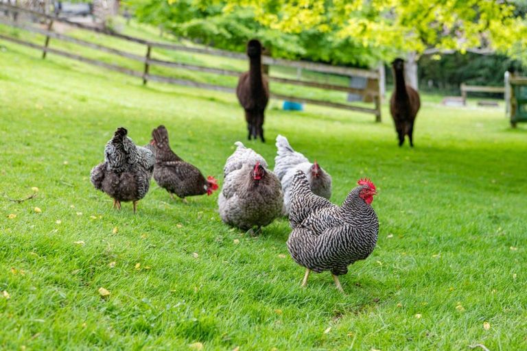 Photo of property in 94a Allen Street, Morrinsville, 3300