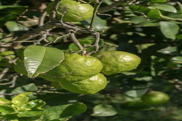 Photo of property in 39 Paterson Street, Mount Maunganui, 3116