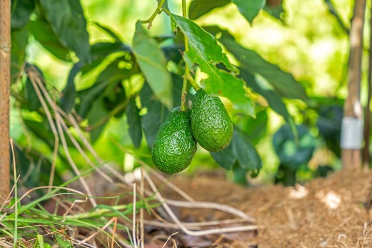 Photo of property in 5 Church Street, Aratapu, Dargaville, 0371