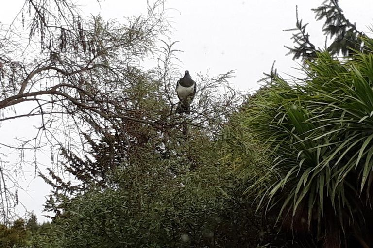 Photo of property in 14b Weka Road, Waipahihi, Taupo, 3330