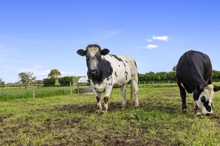 Photo of property in 62 Ringer Road, Tauwhare, Hamilton, 3287