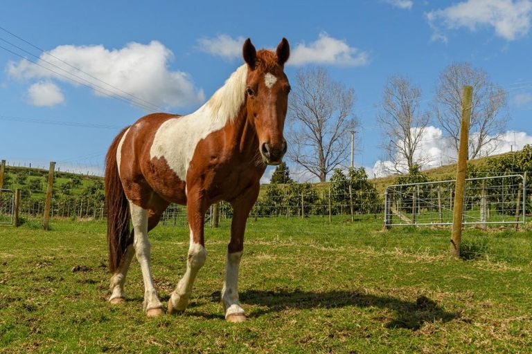 Photo of property in 204 Esdaile Road, Whakamarama, Tauranga, 3180