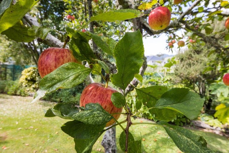 Photo of property in 127 North Street, Ashhurst, 4810