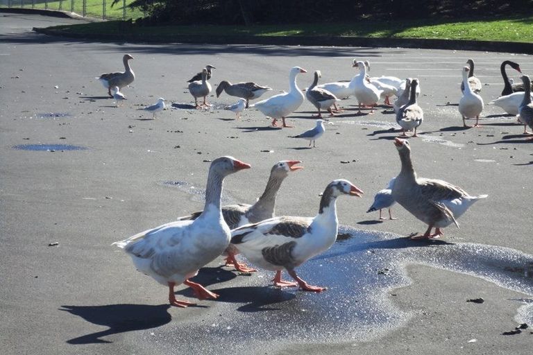 Photo of property in 27 Mcquarrie Avenue, Wattle Downs, Auckland, 2103