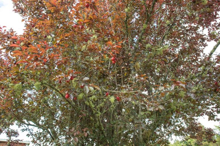 Photo of property in 22 Sawmill Lane, Camerons, Greymouth, 7805