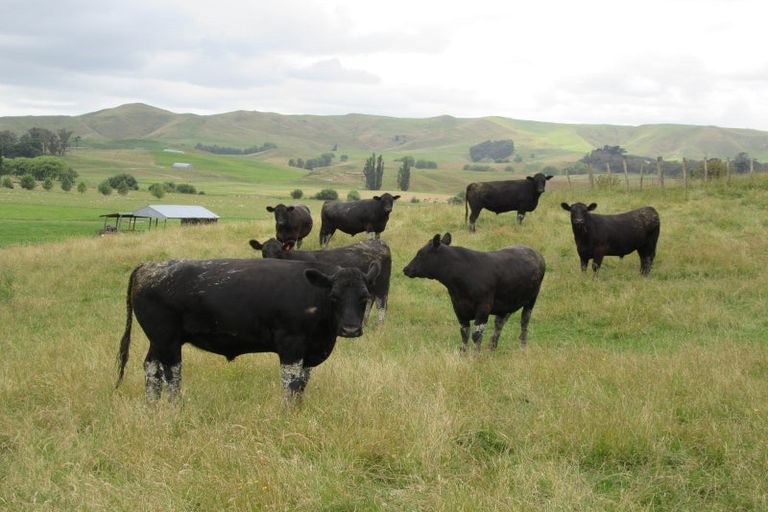 Photo of property in 359 Mangatarata Road, Waipukurau, 4285