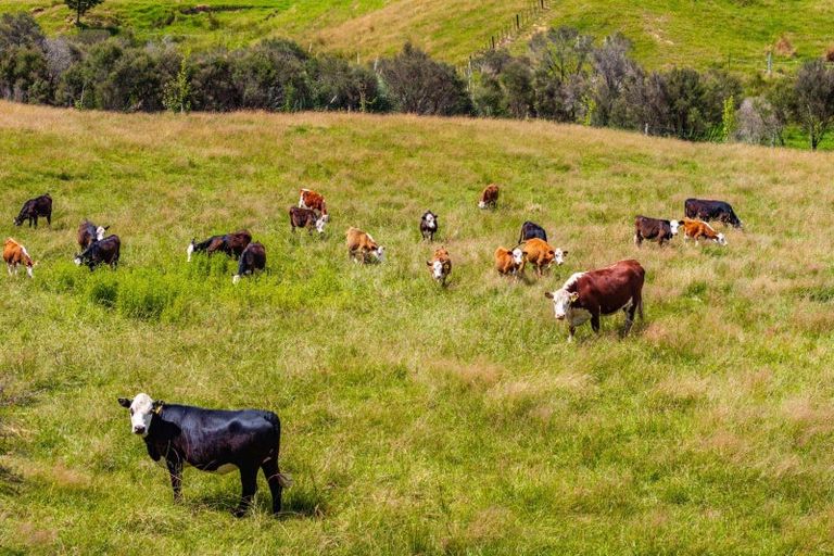 Photo of property in 113b Marua Road, Hikurangi, 0181