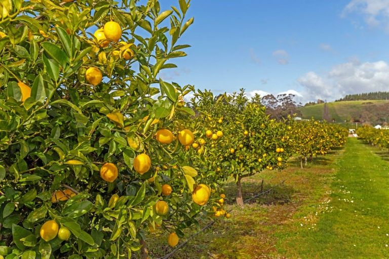 Photo of property in 32 Patutahi Road, Patutahi, Gisborne, 4072