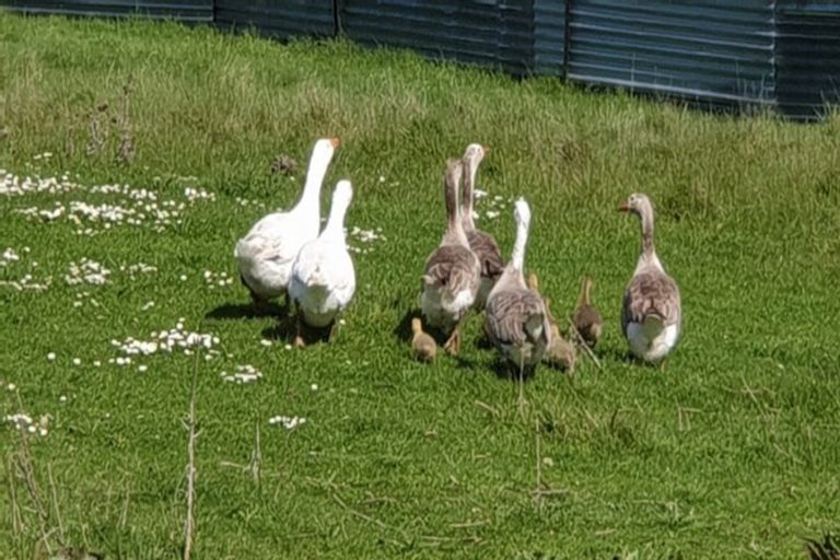 Photo of property in 73 Papatotara Road, Tuatapere, 9620