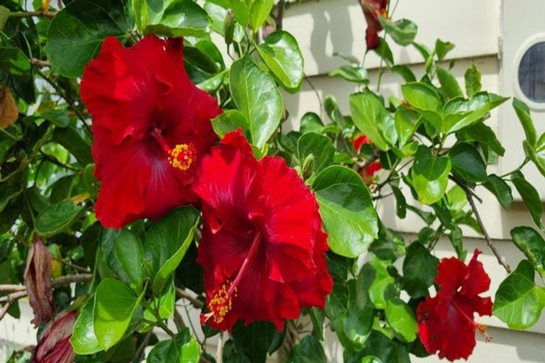 Photo of property in 8 Bernard Street, Avenues, Whangarei, 0110